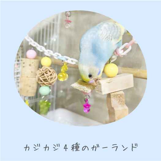 鳥のおもちゃで遊ぶインコの写真