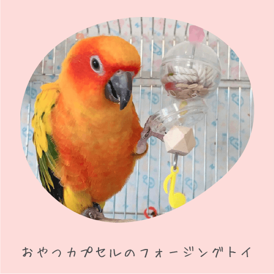 鳥のおもちゃで遊ぶインコの写真