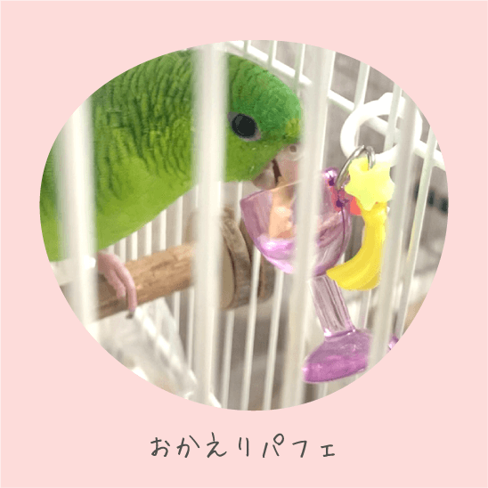 鳥のおもちゃで遊ぶインコの写真