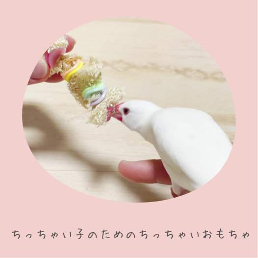 鳥のおもちゃで遊ぶ文鳥の写真