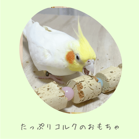 鳥のおもちゃで遊ぶインコの写真