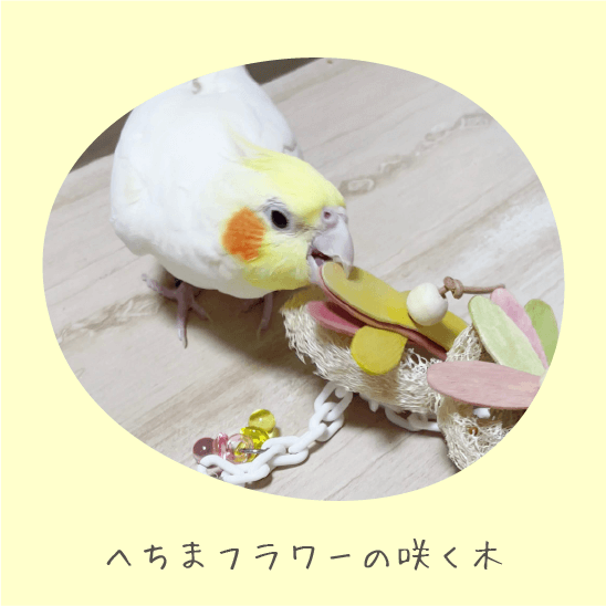 鳥のおもちゃで遊ぶインコの写真